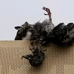 Meet your Posher, Stuart